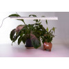 Светодиодный светильник для растений Feron AL7002 41354