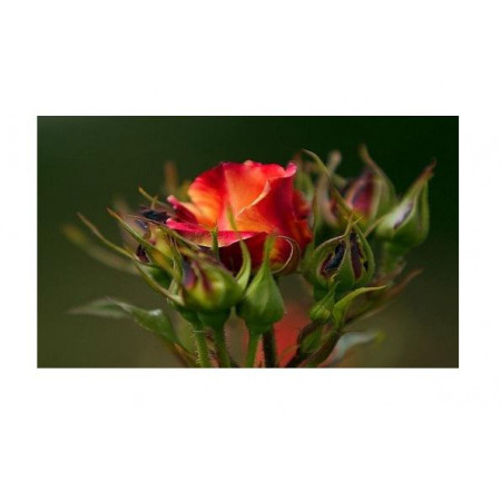 Картина на холсте "Бутоны чайной розы" 108х68 Ф756