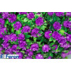 Светильник садово-парковый на солнечной батарее "цветочный шар", фиолетовый, 20 led (белый), d 28 см e5209