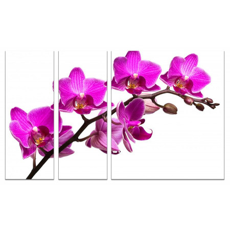 Модульная картина "Ветка орхидеи" из 3х частей 80х140 VJ736