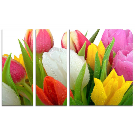 Модульная картина "Тюльпаны в каплях росы" из 3х частей 100х60 VS751