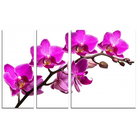 Модульная картина "Ветка орхидеи" из 3х частей 100х60 VS736