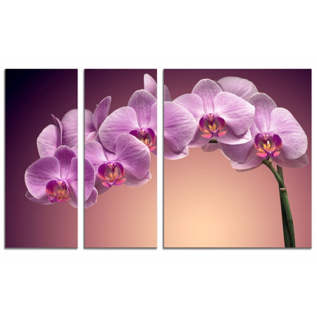 Модульная картина "Веточка орхидеи" из 3х частей 100х60 VS683