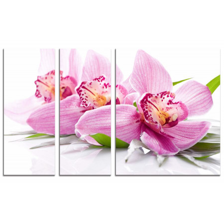 Модульная картина "Нежные цветки орхидеи" из 3х частей 100х60 VS619