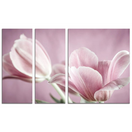Модульная картина "Бледно-розовые тюльпаны" из 3х частей 100х60 VS318