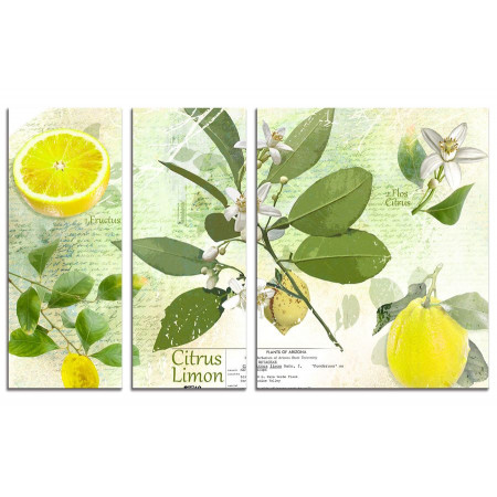 Модульная картина "Цветущий лимон" из 3х частей 100х60 VS302