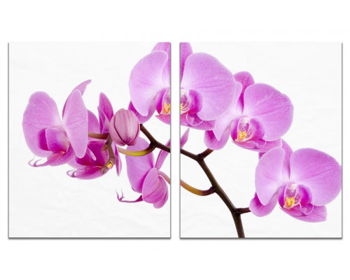 Модульная картина "Сиреневая орхидея" из 2 х частей 60х100 GT747