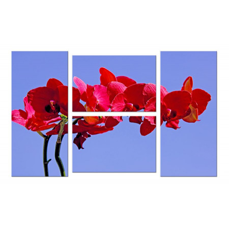 Модульная картина "Красная орхидея на голубом фоне" четверник 100х60 W562