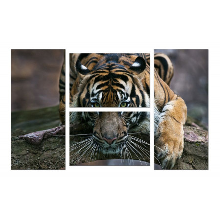 Модульная картина "Тигр с зелеными глазами" четверник 100х60 W528