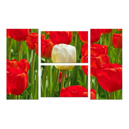 Модульная картина "Белый тюльпан с красными" Четверник 100х60 W292
