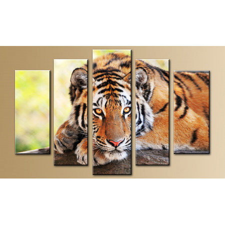 Модульная картина "Взгляд тигра" 80х140 М828