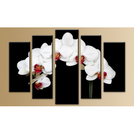 Модульная картина "Белоснежная орхидея на черном фоне" 80х140 M469