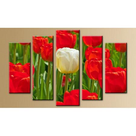 Модульная картина "Белый тюльпан с красными" 80х140 M368