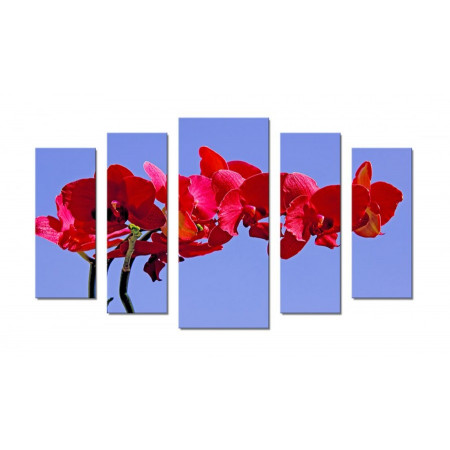 Модульная картина "Красная орхидея на голубом фоне" 70х120 Ш594