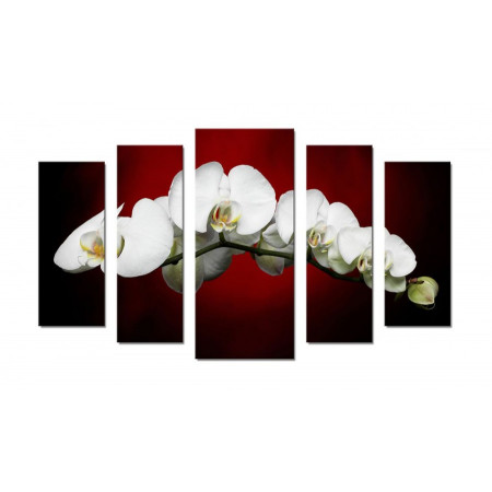 Модульная картина "Белые орхидеи на красно-черном фоне" 70х120 Ш475