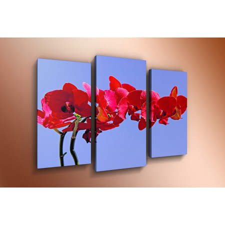 Модульная картина "Красная орхидея на голубом фоне" 60х80 ТР565