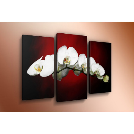 Модульная картина "Белые орхидеи на красно-черном фоне" 60х80 ТР460