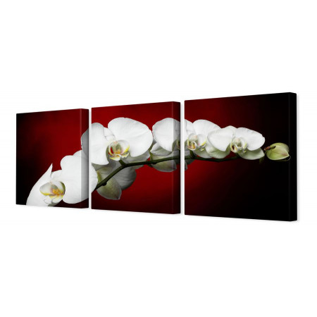 Модульная картина "Белые орхидеи на красно-черном фоне" 35х110 N68