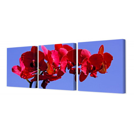 Модульная картина "Красная орхидея на голубом фоне" 35х110 N215