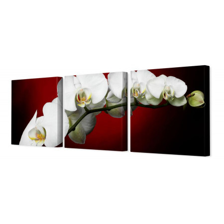 Модульная картина "Белые орхидеи на красно-черном фоне" 35х110 N208