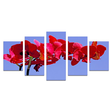Модульная картина "Красная орхидея на голубом фоне" 110х50 К790
