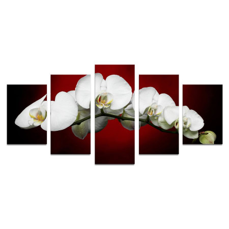 Модульная картина "Белые орхидеи на красно-черном фоне" 110х50 К673