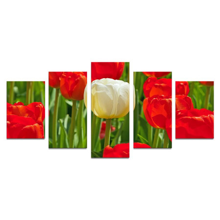 Модульная картина "Белый тюльпан с красными" 110х50 К505