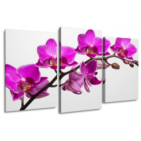 Модульная картина "Ветка орхидеи" 100х60 S819
