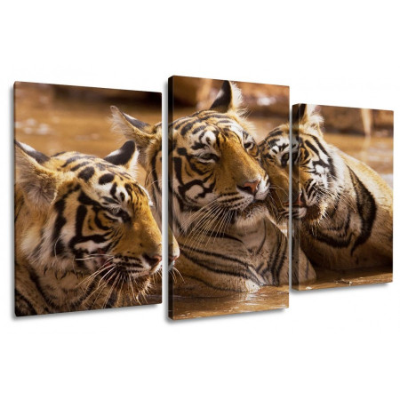 Модульная картина "Тигры в воде" 100х60 S714
