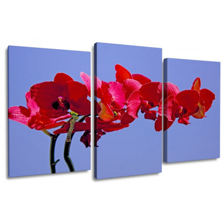 Модульная картина "Красная орхидея на голубом фоне" 100х60 S592