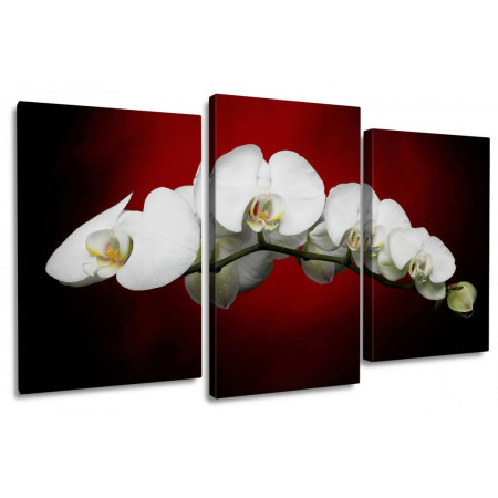 Модульная картина "Белые орхидеи на красно-черном фоне" 100х60 S474