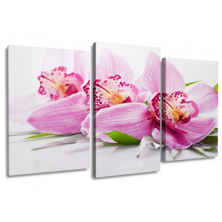 Модульная картина "Нежные цветки орхидеи" 100х60 S345