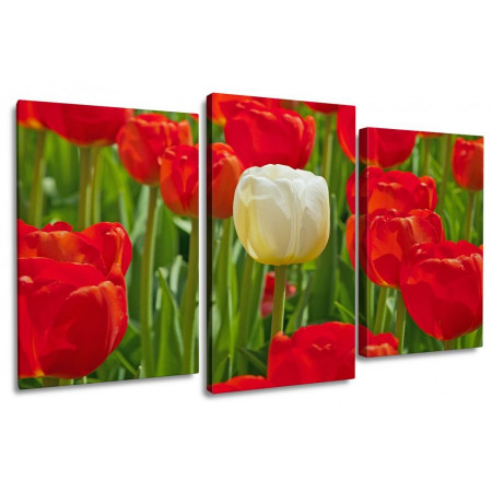 Модульная картина "Белый тюльпан с красными" 100х60 S306
