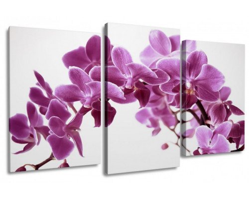 Модульная картина "Арка из орхидей" 100х60 S299