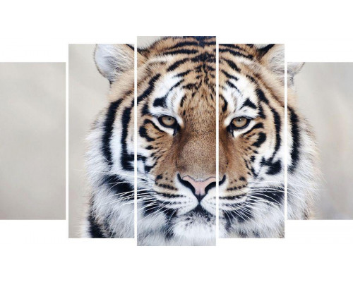 Модульная картина "Африканский тигр"  80х140 М1338